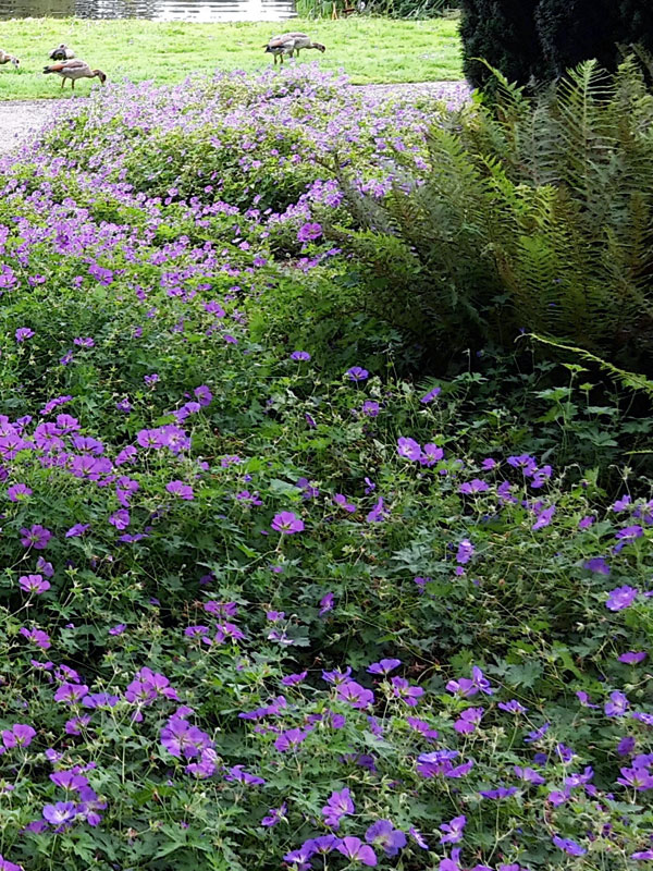 Ook op schaduwrijke plekken komt de vaste plant geranium tot zijn recht