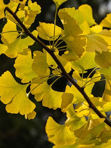 de japanse notenboom kan een een kleine of grote tuin, let hier op bij het uitkiezen van het soort