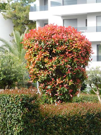 Photinia is wintergroen en winterhard let wel op bij strenge vorst 