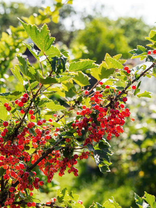 De rode aalbes, ofwel Ribes rubrum, geeft in de zomer prachtige rode zure bessen die u zo van de plant kunt plukken
