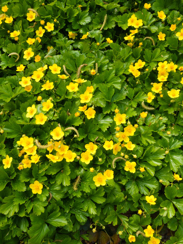 Waldsteinia bloeit korte tijd met gele bloemen