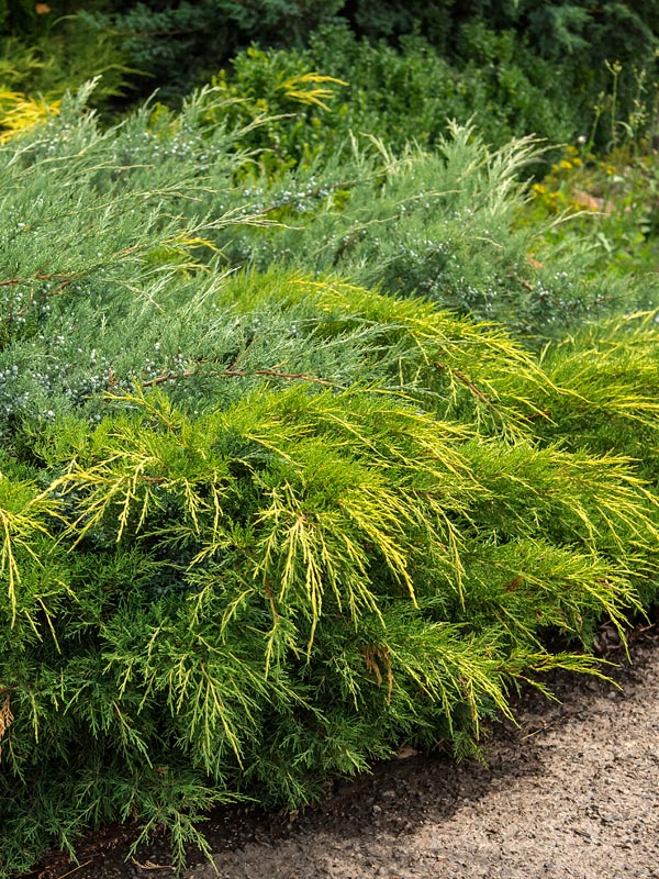 Deze laag en breed uitgroeiende Juniperus media 'Old Gold' past perfect langs tuinpaden