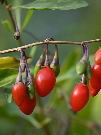 Garantie grote Oceaan Graan Goji bessen | Tuinplantenwinkel.nl