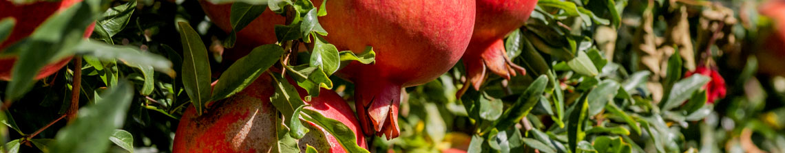 Granaatappelbomen geven appelvormige vruchten die in Nederland alleen rijpen tijdens warme lange zomers
