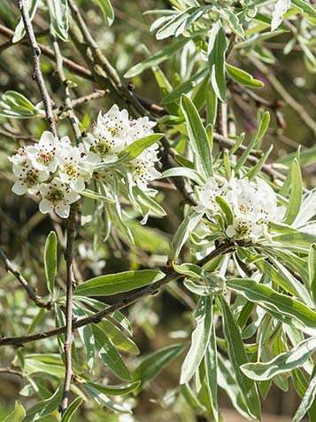 Pyrus salicifolia kan goed tegen snoei en is daardoor in elke denkbare vorm te modelleren