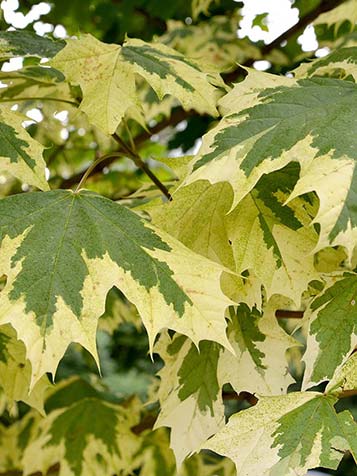 noorse esdoorns zijn er in verschillende kleuren blad geel groen of rood blad 