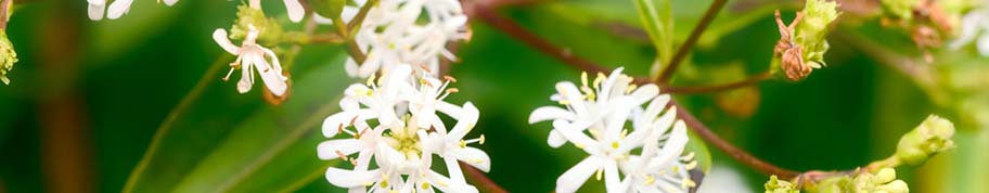 Zevenzonenboom heeft witte bloemen