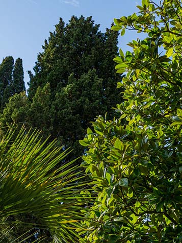 groenblijvende bomen geven het hele jaar door kleur aan de tuin en zijn jaarrond te planten