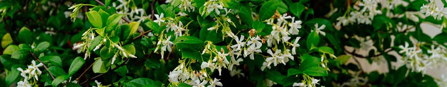 Tuinplantenwinkel.nl biedt een uitgebreid assortiment groenblijvende winterharde klimplanten