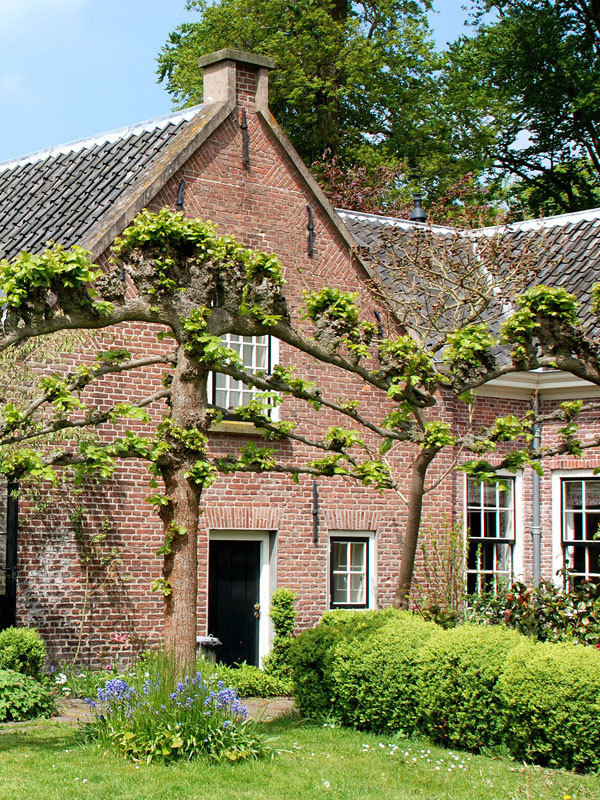 De lei-linde is de meest bekende leiboom, van oudsher al vaak toegepast bij boerderijen