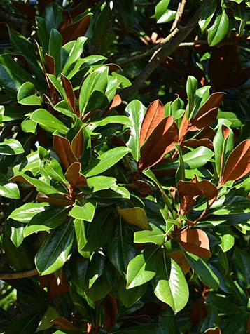 magnolia grandiflora heeft weinig of bijna geen snoei nodig