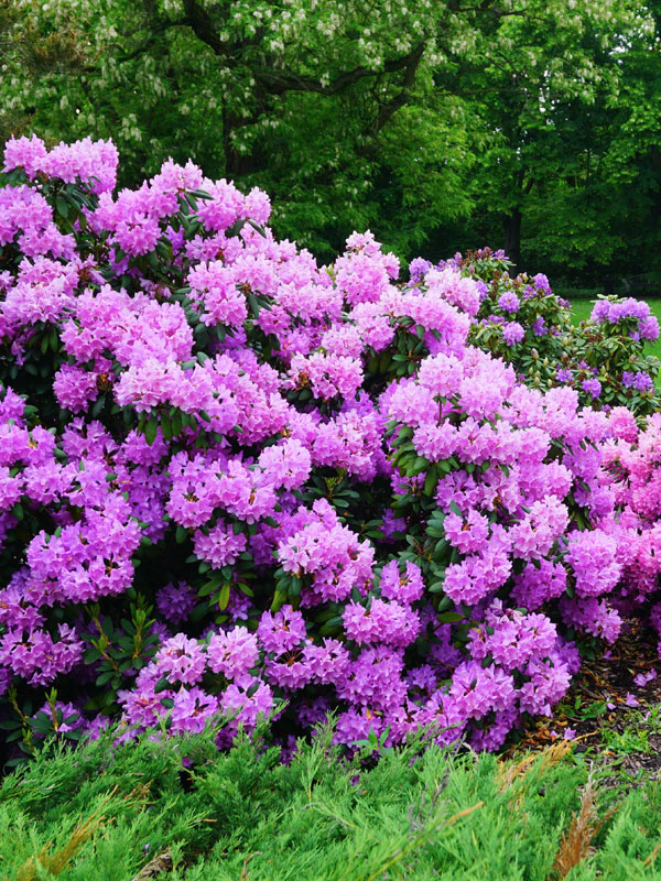met rhododendron kleur en groen het hele jaar door.