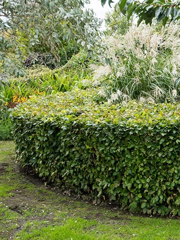 groene fagus sylvatica als haag