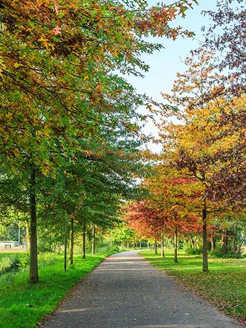 moeraseik kunnen erg grote bomen worden, kies voor een boom op stam om dat te beperken