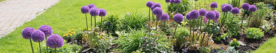 allium steken boven andere planten uit 