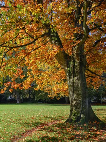 eikenbomen worden erg groot in de tuin, wilt u de boom klein houden. kies dan voor een eikenboom op stam