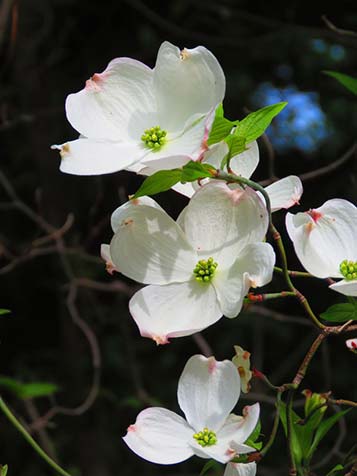 Cornus florida bloeit met witte of roze bloemen. Vaak zijn bij witbloeiende soorten vleugjes roze zichtbaar aan de buitenzijde van de bloembladeren