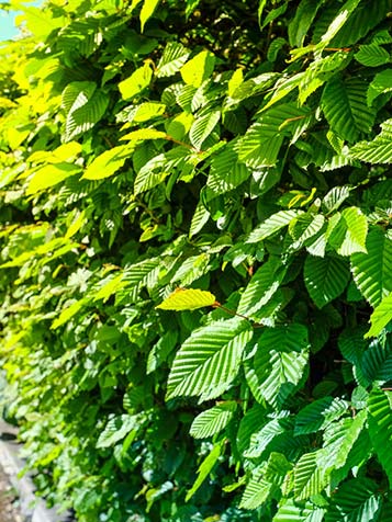 de haagbeuk verliest zijn blad in de winter