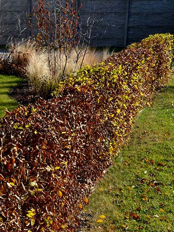 haagbeuk kunt u het beste planten in oktober tot eind maart