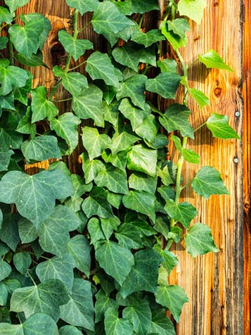 Hedera hibernica zorgt snel voor privacy of camouflage van uw schutting of hekwerk