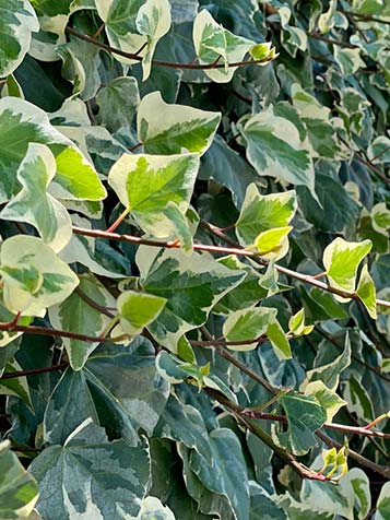 Hedera is de meest bekende groenblijvende klimplant en ook verruit de gemakkelijkste groenblijvende klimplant voor iedere tuin