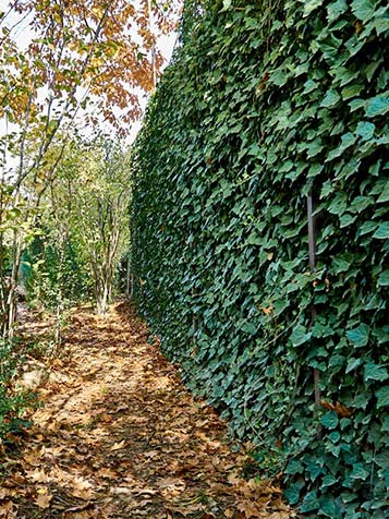 Klimop geeft jaarrond een groene wand en afscheiding