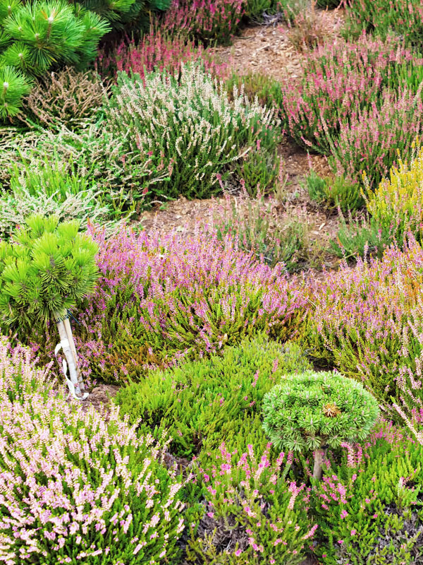 Heideplanten combineren erg fijn met dennen en sparren en geven de tuin een natuurlijke uitstraling