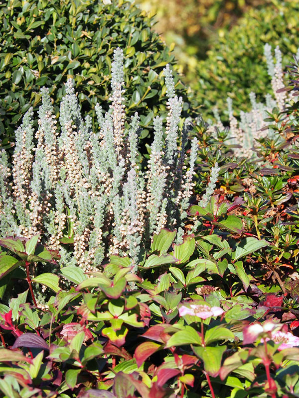 Heideplanten zijn zuurminnende planten en kunnen ook fraai worden gecombineerd vanwege hun bladkleur