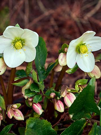 Helleborus is een vaste plant die in de winter bloeit 