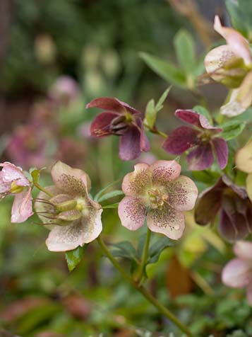 Naast de witte helleborus zijn er ook donkere paarse rode kleuren