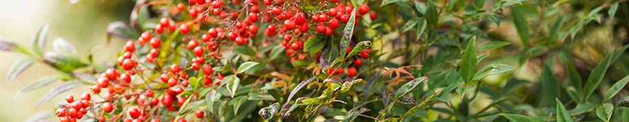 De Nandina domestica is een wintergroene heester of miniheester met gekleurde bladeren en soms felrode bessen