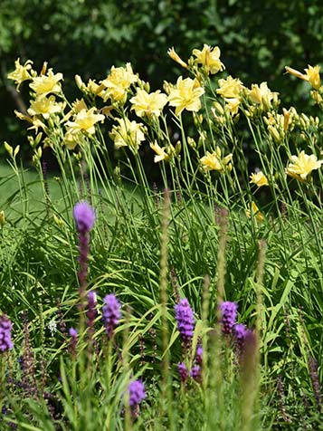 Hemerocallis is verschillende kleuren