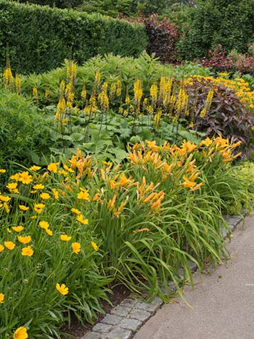 hemerocallis ofwel daglelie