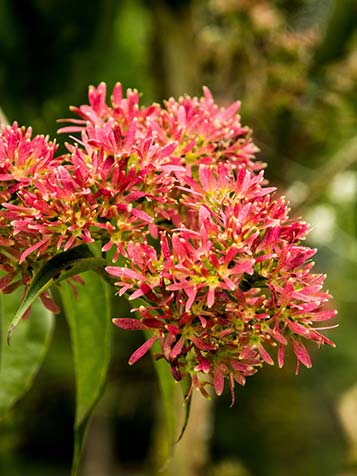 Uitgebloeide bloemen zijn nog steeds mooi bij de zevenzonenboom