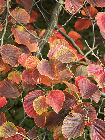 Bijzondere herfstkleur toverhazelaar