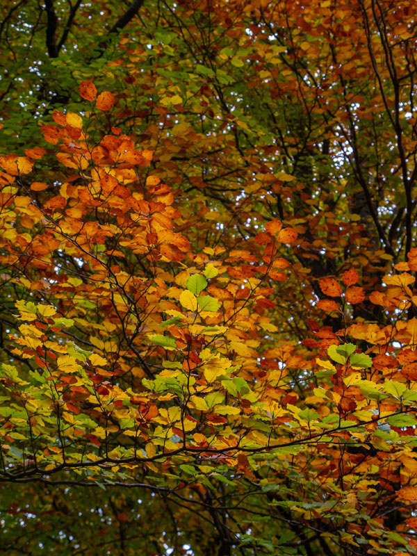 Beukenblad verdort maar blijft grotendeels aan de boom