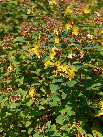 kleine gele bloemen van de hertshooi bessen