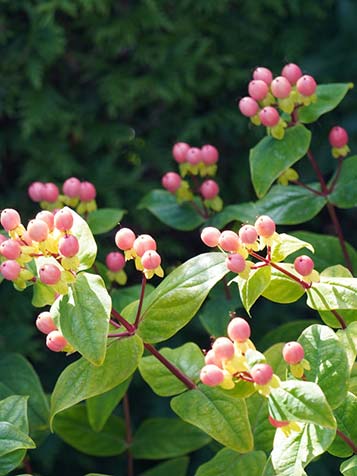 snoeien van de hersthooi of hypericum na de winter