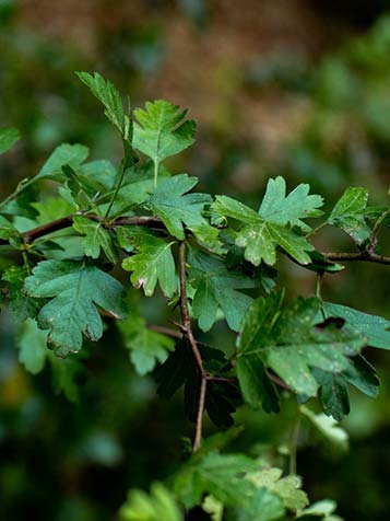 blad en doorns van de meidoorn