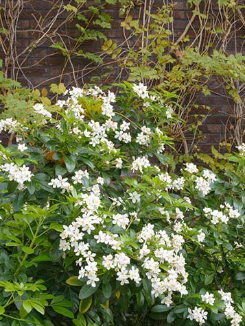 Choisya met groot groen blad