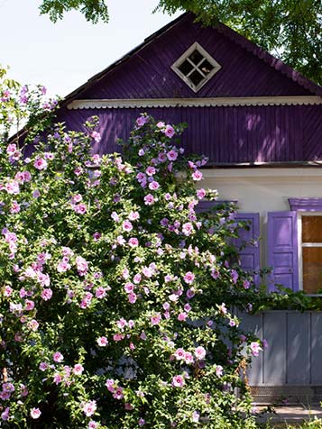 De bloemen van hibiscus zijn vrij groot of zelf heel groot bij hibiscus xxl en geven de tuin een tropisch of Mediterraans tintje