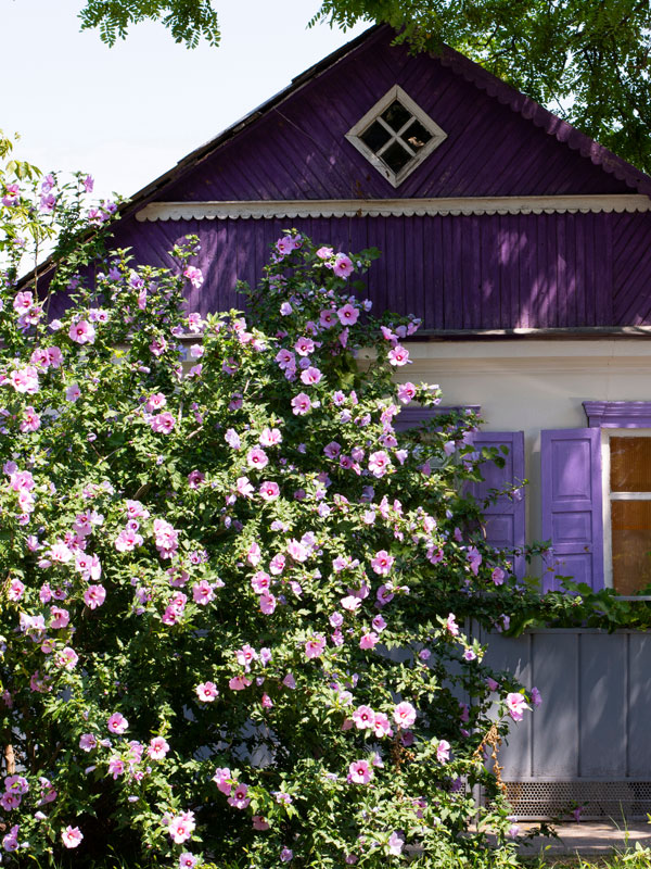 De bloemen van hibiscus zijn vrij groot of zelf heel groot bij hibiscus xxl en geven de tuin een tropisch of Mediterraans tintje