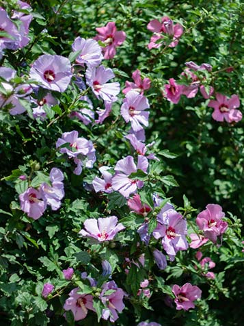 Hibiscus syriacus is verkrijgbaar in verschillende kleuren en met enkelbloemige of gevulde/dubbele bloemen