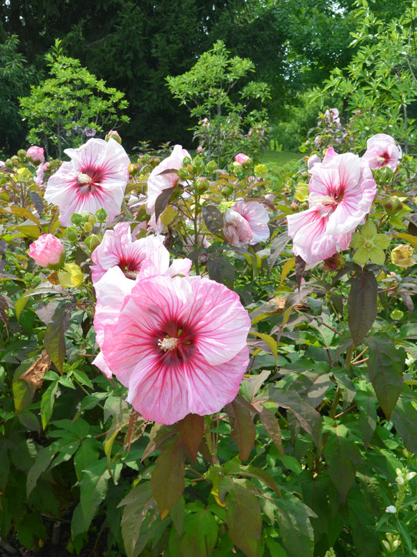 Hibiscus xxl is enorm in opkomst en gedraagt zich meer als een vaste plant die ieder jaar opnieuw groeit