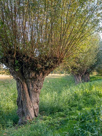 verschillende soorten knotwilgen groen grijs of geel oranje