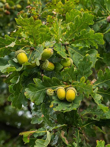 Gezond eten geroosterd brood op tijd Eikenbomen | Tuinplantenwinkel.nl