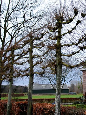 de leilinde is een heel bekende en bladverliezende leiboom 