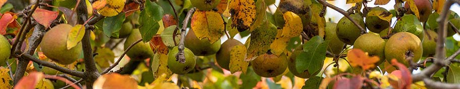 Pyrus communis geeft al vanaf jonge leeftijd veel vruchten