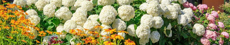 hortensia annabelle aanplanten in de tuin of border 