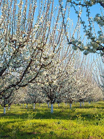 In het voorjaar bloeit de prunus domestica met honderden spierwitte bloesems